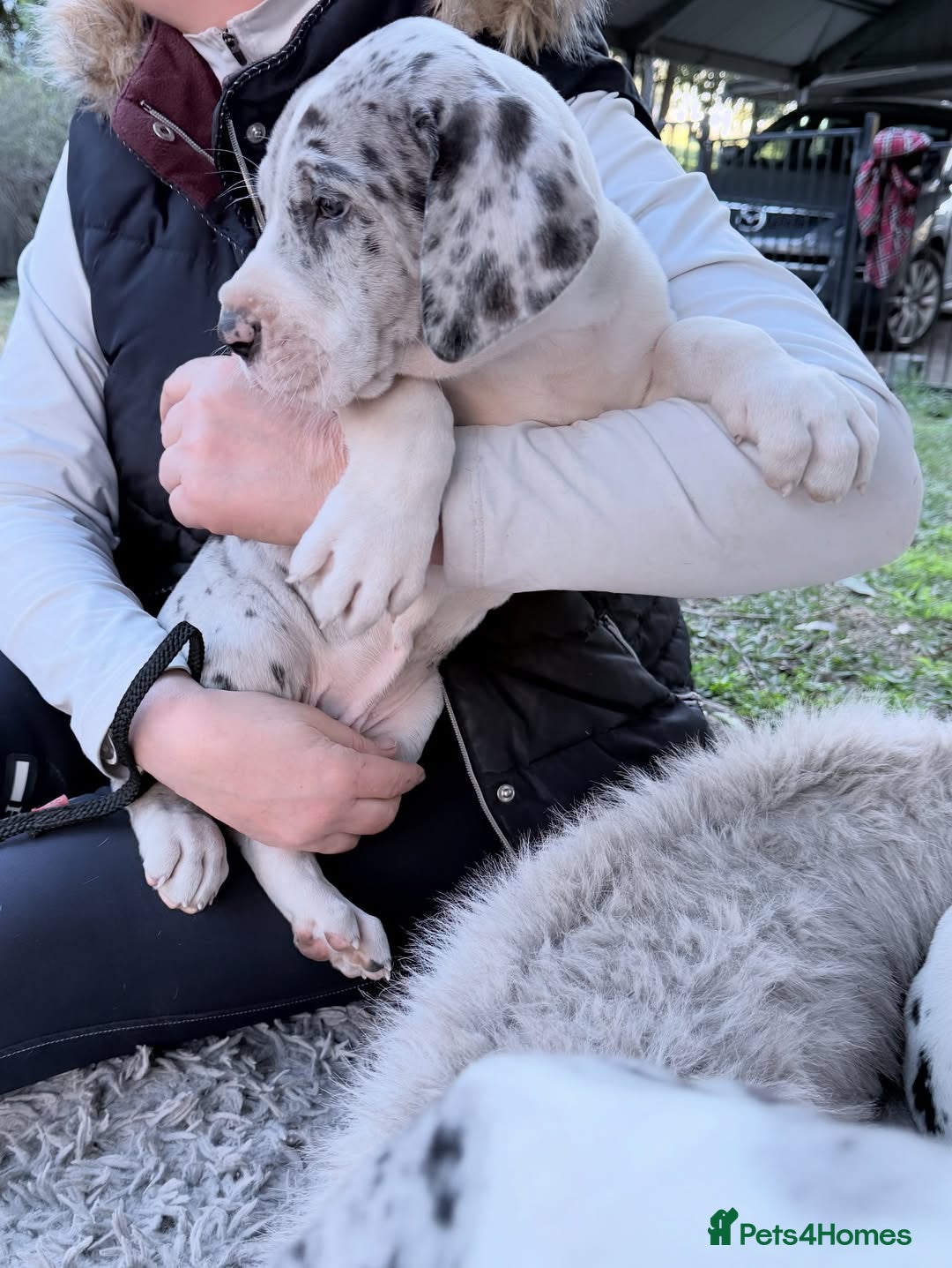 Great Dane dogs for sale: Great Danes Available–Gentle Giants in the Making - Advert 13