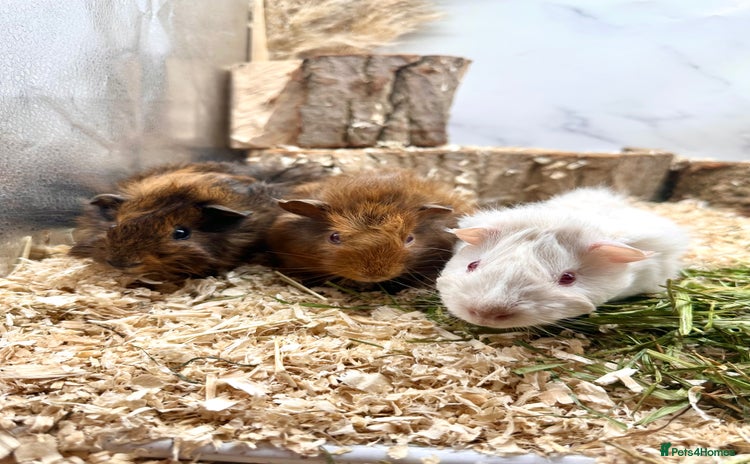 Guinea Pig rodents - Advert 10