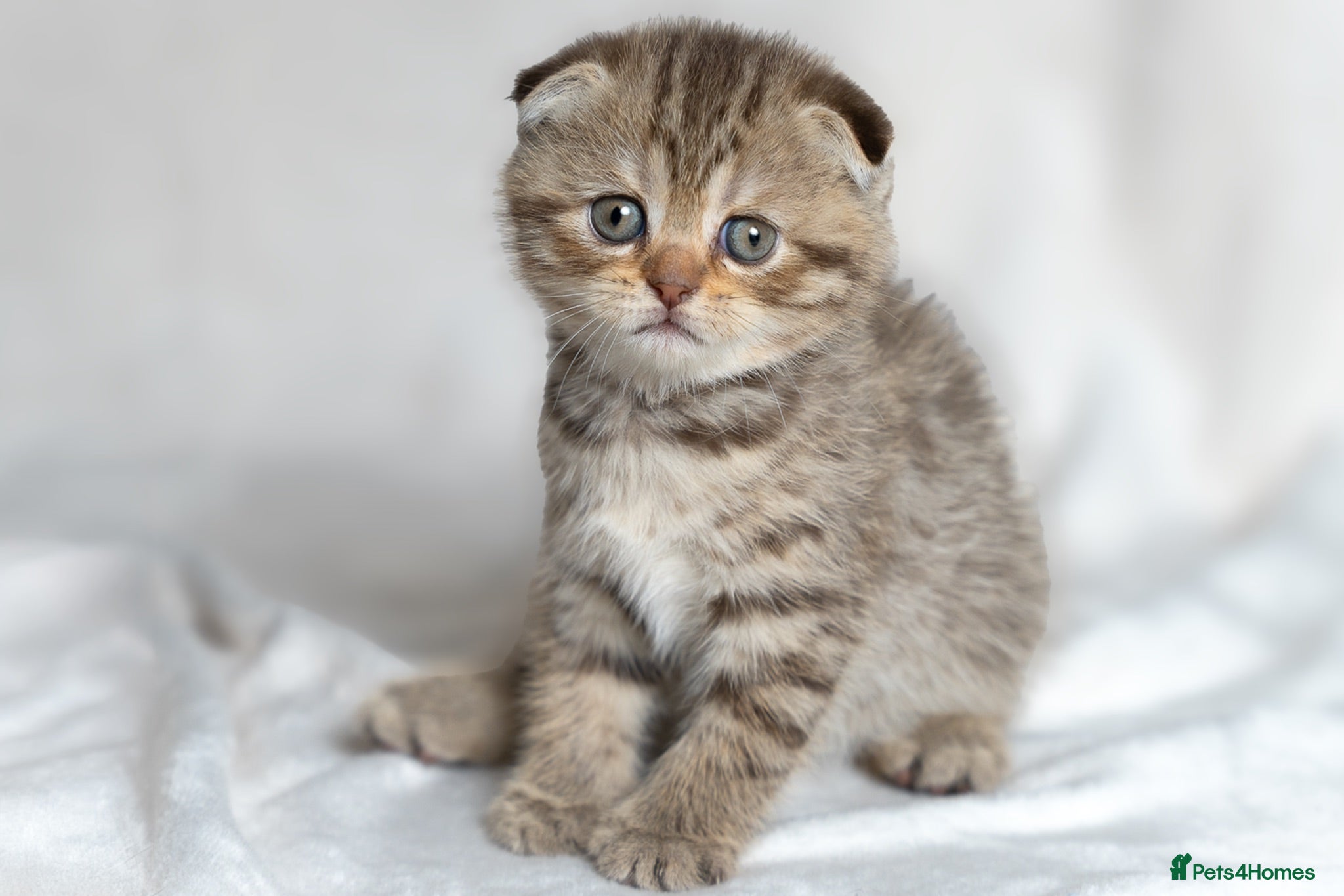 Scottish Fold cats Gucci – Female Scottish Fold Kitten 🩷 - Advert 1