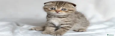 Scottish Fold Light Chocolate Tabby Female 