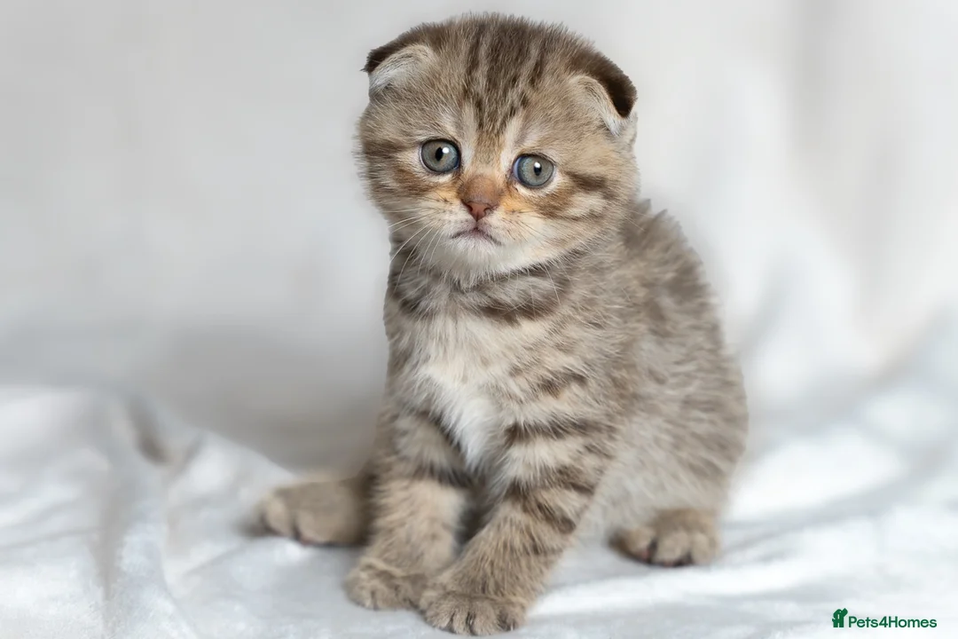 Scottish Fold cats for sale: Gucci – Female Scottish Fold Kitten 🩷 - Advert 1