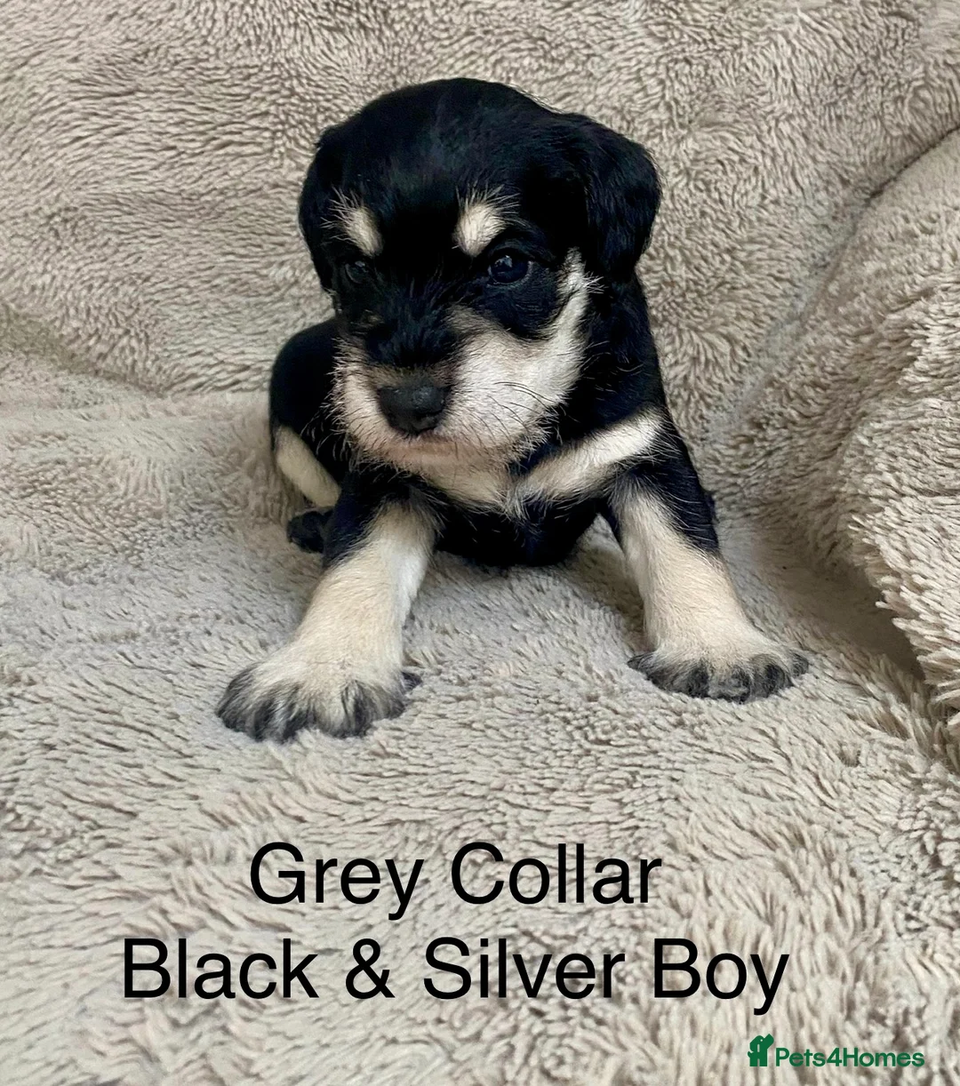 Miniature Schnauzer dogs for sale: Beautiful KC registered Miniature Schnauzers in Peterborough - Advert 23