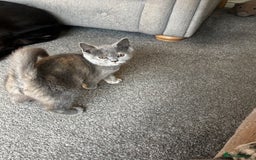 British Shorthair cats for sale: Beautiful sisters ready for their new homes  - Image 5