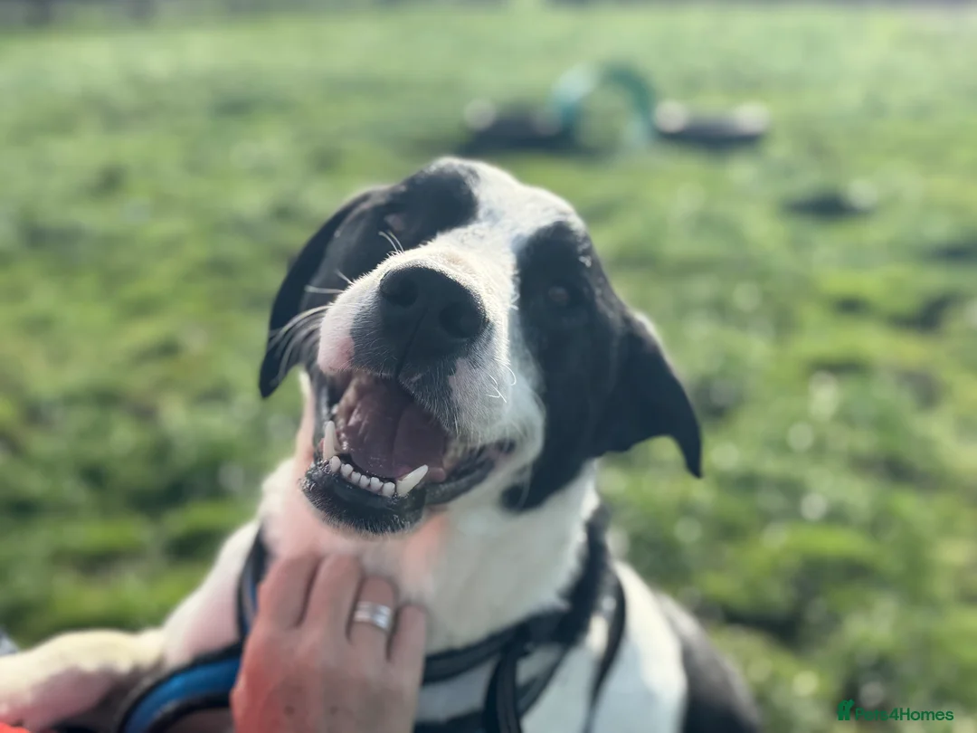 Mixed Breed dogs for adoption: Maya & Luca still waiting for you to see them 💔 - Advert 23