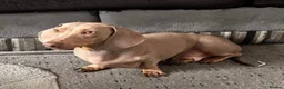 Miniature Dachshund dogs for sale: Isabella dachshunds for sale  - Advert 2