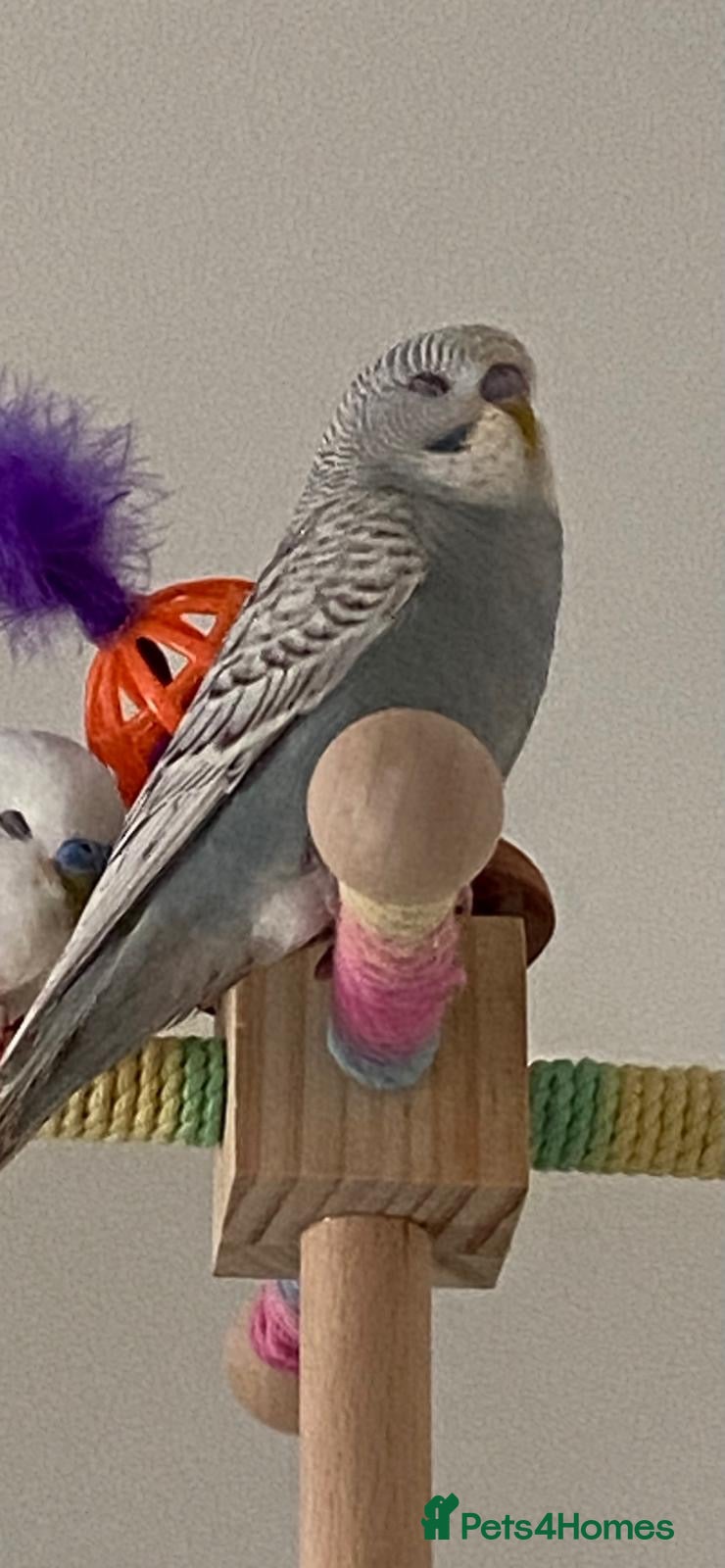 Budgerigars birds Urgent Re-homing needed - Advert 1