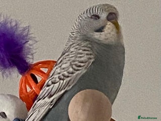 Budgerigars birds Urgent Re-homing needed - Advert 1