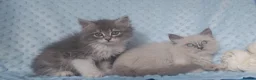 Siberian cats for sale: Pure Siberian kittens For Sale  - Advert 5