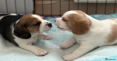 Beagle dogs - Advert 8