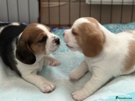 Beagle dogs - Advert 6