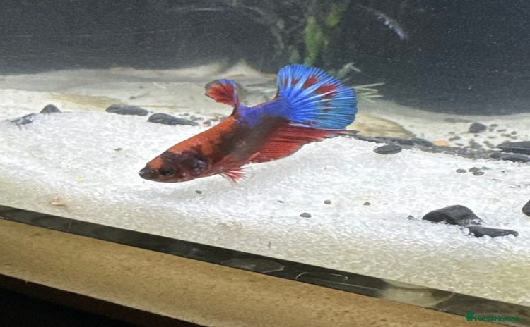 Bettas fish - Advert 1