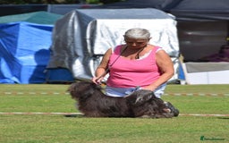 Lhasa Apso dogs for sale: Gorgeous black male  - Image 2