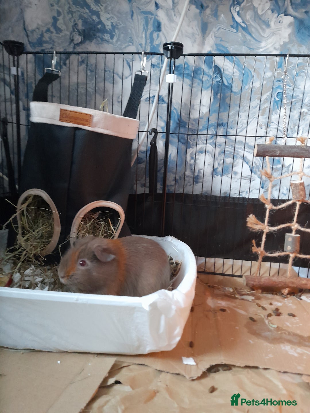 Guinea Pig rodents for sale: 2 male guniea pigs for sale - Advert 7