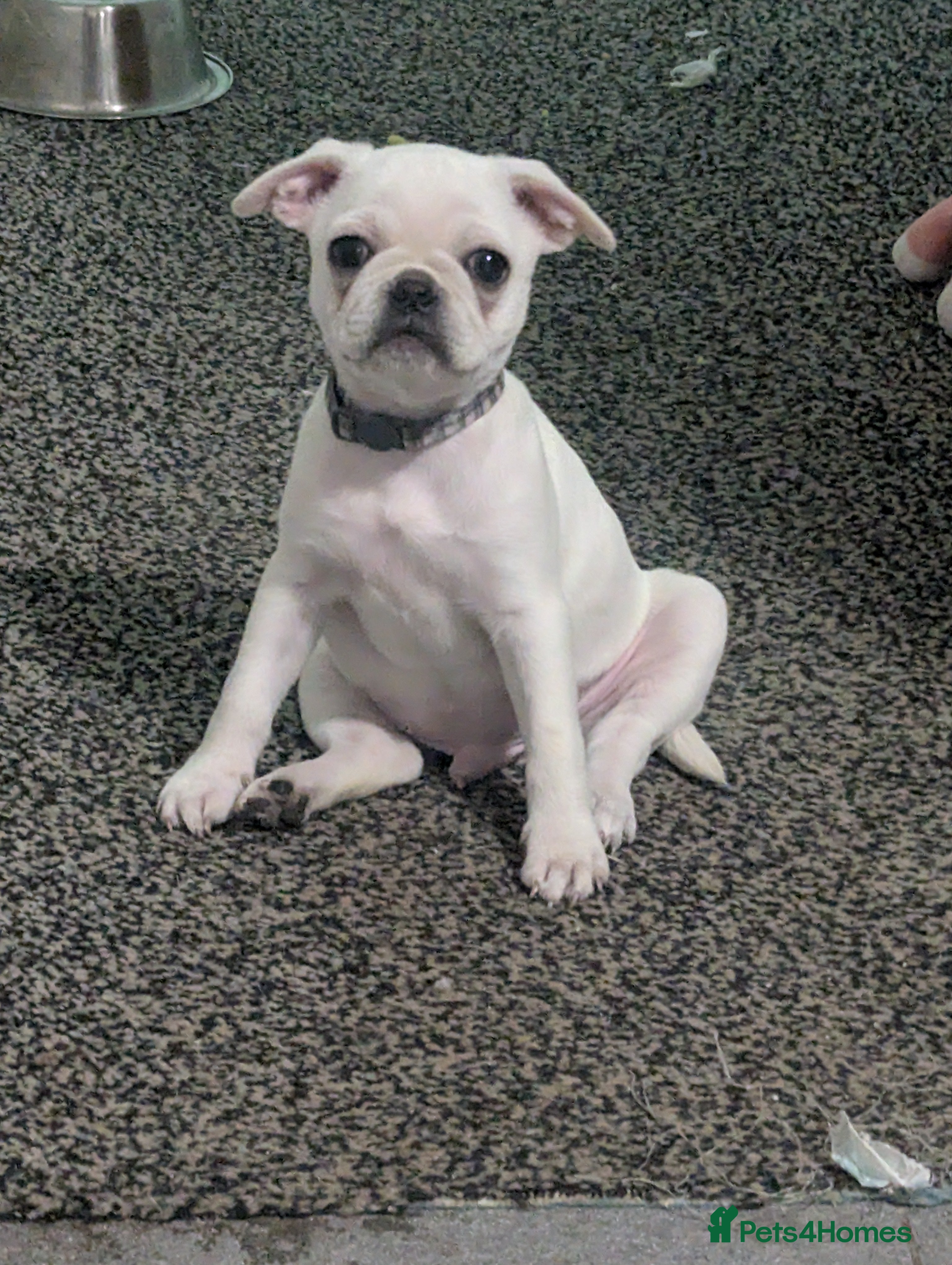 Mixed Breed dogs Male frug - Advert 1