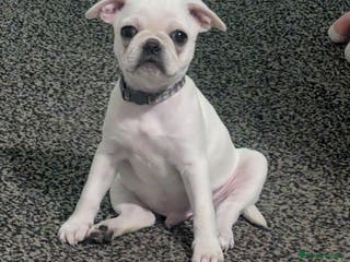 Mixed Breed dogs Male frug - Advert 17