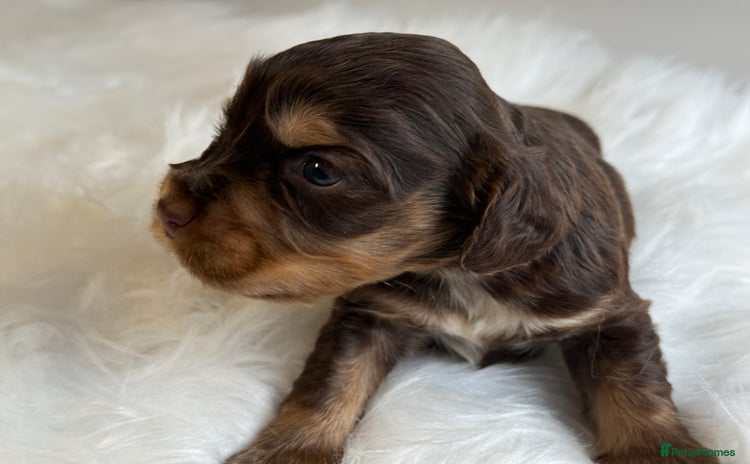 Cocker Spaniel dogs - Advert 14