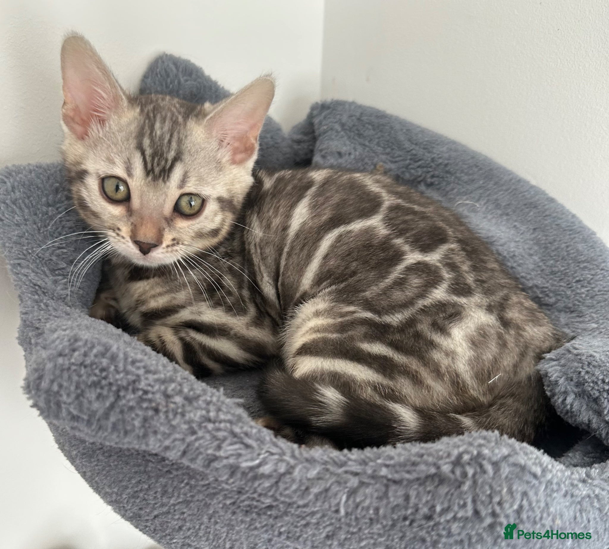 Bengal cats for sale: Bengal kittens for sale in Saffron Walden - Advert 21
