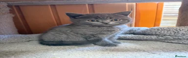 Kitten 1