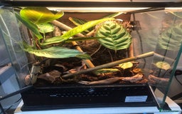 Gecko reptiles for sale: Male Yellow Headed Neon Day Gecko  - Image 7