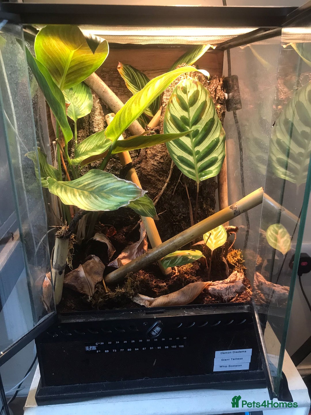 Gecko reptiles for sale: Male Yellow Headed Neon Day Gecko  - Image 7