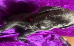 Mixed Breed dogs for sale: Cane Corso × Rottweiler/Bordeaux Puppies All Girls - Image 13
