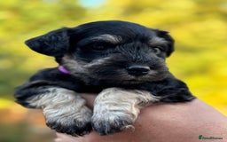 Miniature Schnauzer dogs for sale: Adorable KC registered Miniature Schnauzers - Image 16