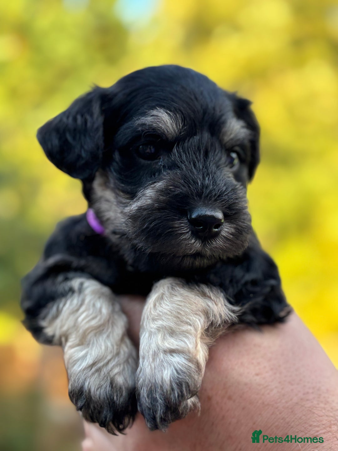 Miniature Schnauzer dogs for sale: Adorable KC registered Miniature Schnauzers - Image 16