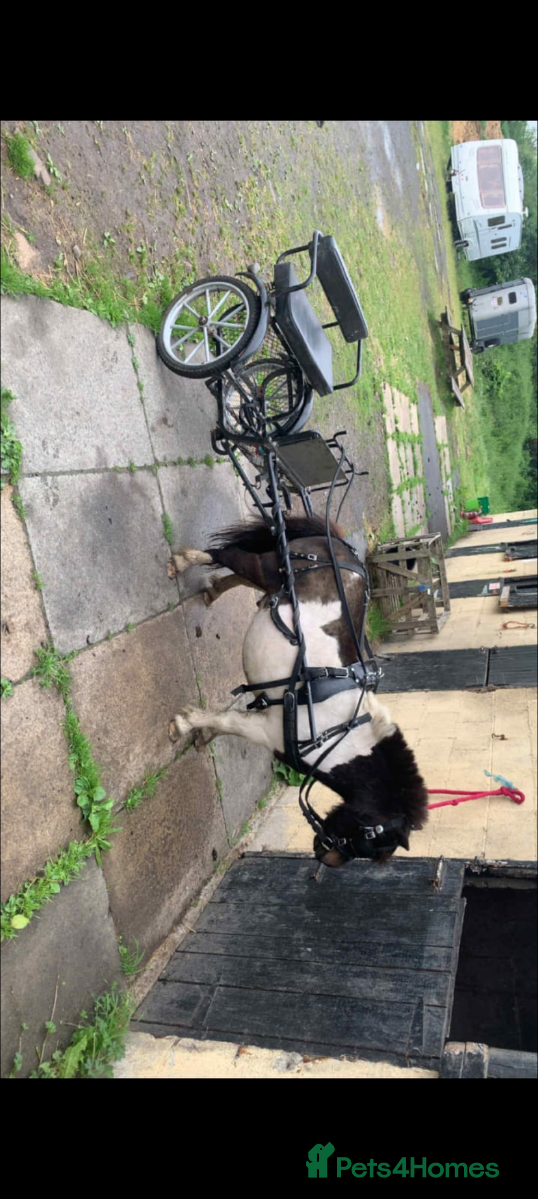 Shetland pony horses for sale: Rocco mini Shetland gelding 8hh - Image 7