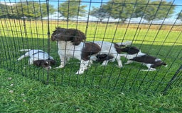English Springer Spaniel dogs for sale: Springer Spaniel Puppies  - Image 2