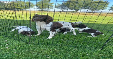 English Springer Spaniel dogs - Advert 2