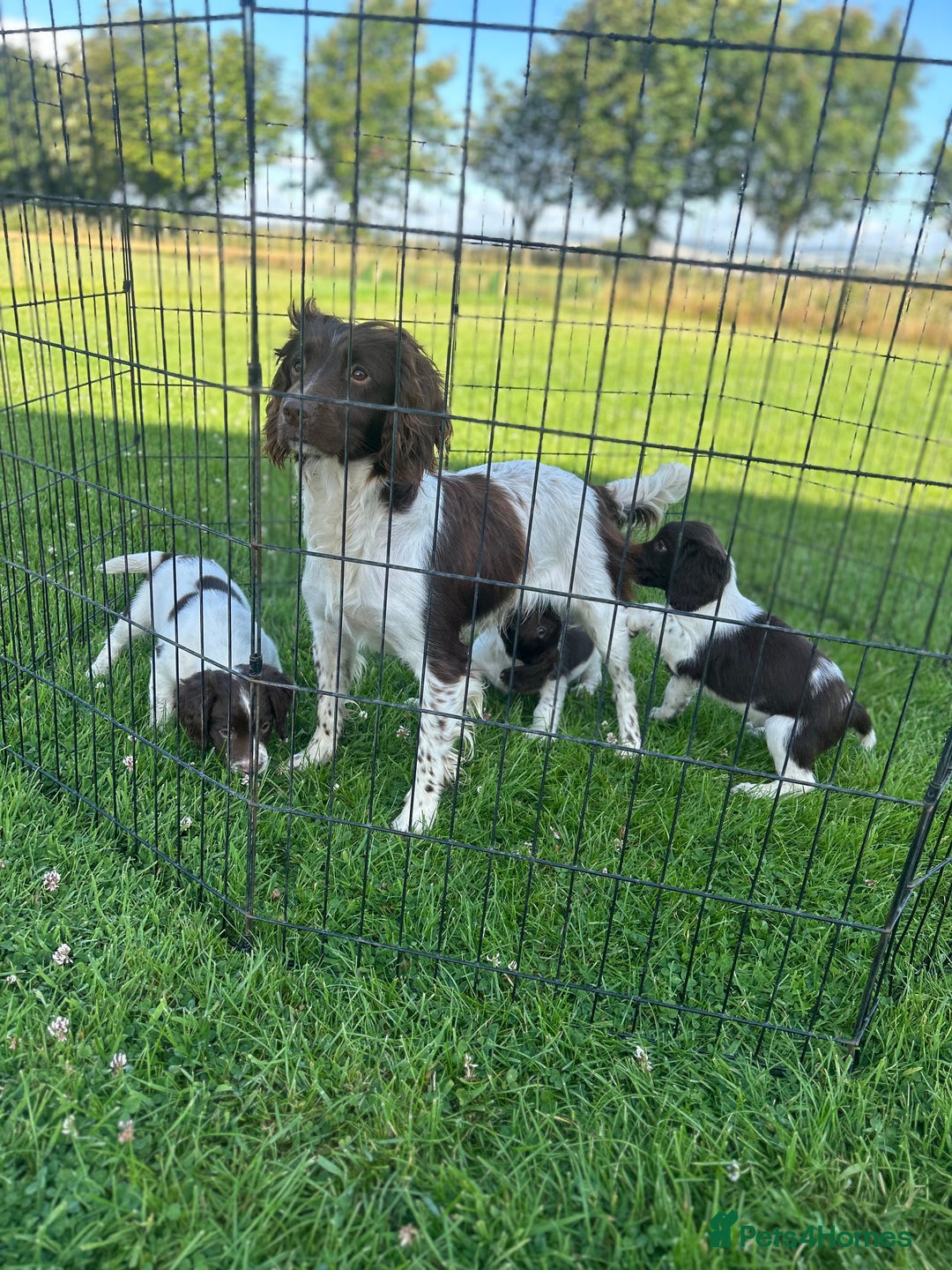 English Springer Spaniel dogs for sale: Springer Spaniel Puppies  - Image 2