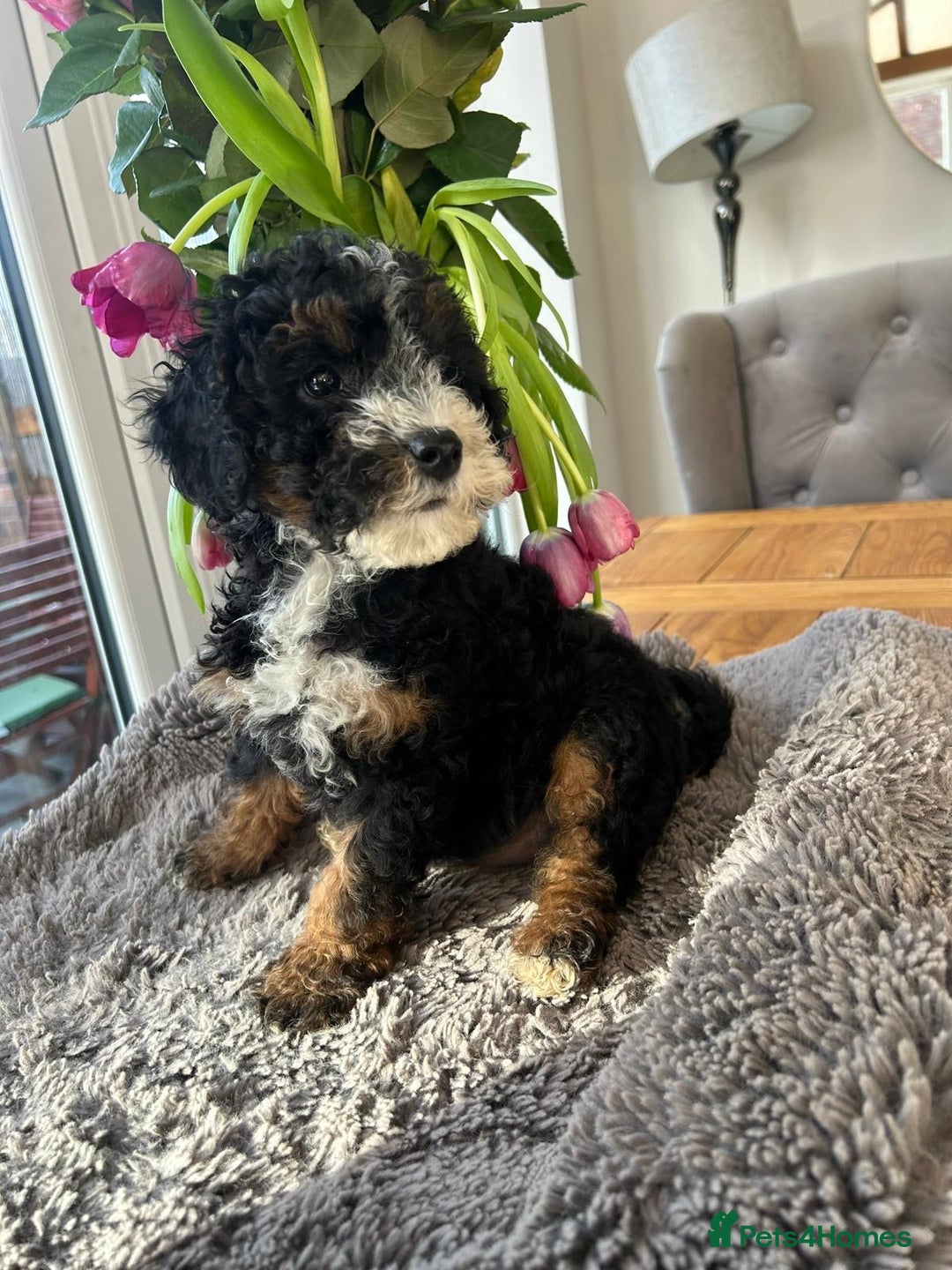 Mixed Breed dogs for sale: 🌟🌟Stunning Australian Cavapoo Puppies 🩷💙 m - Advert 12