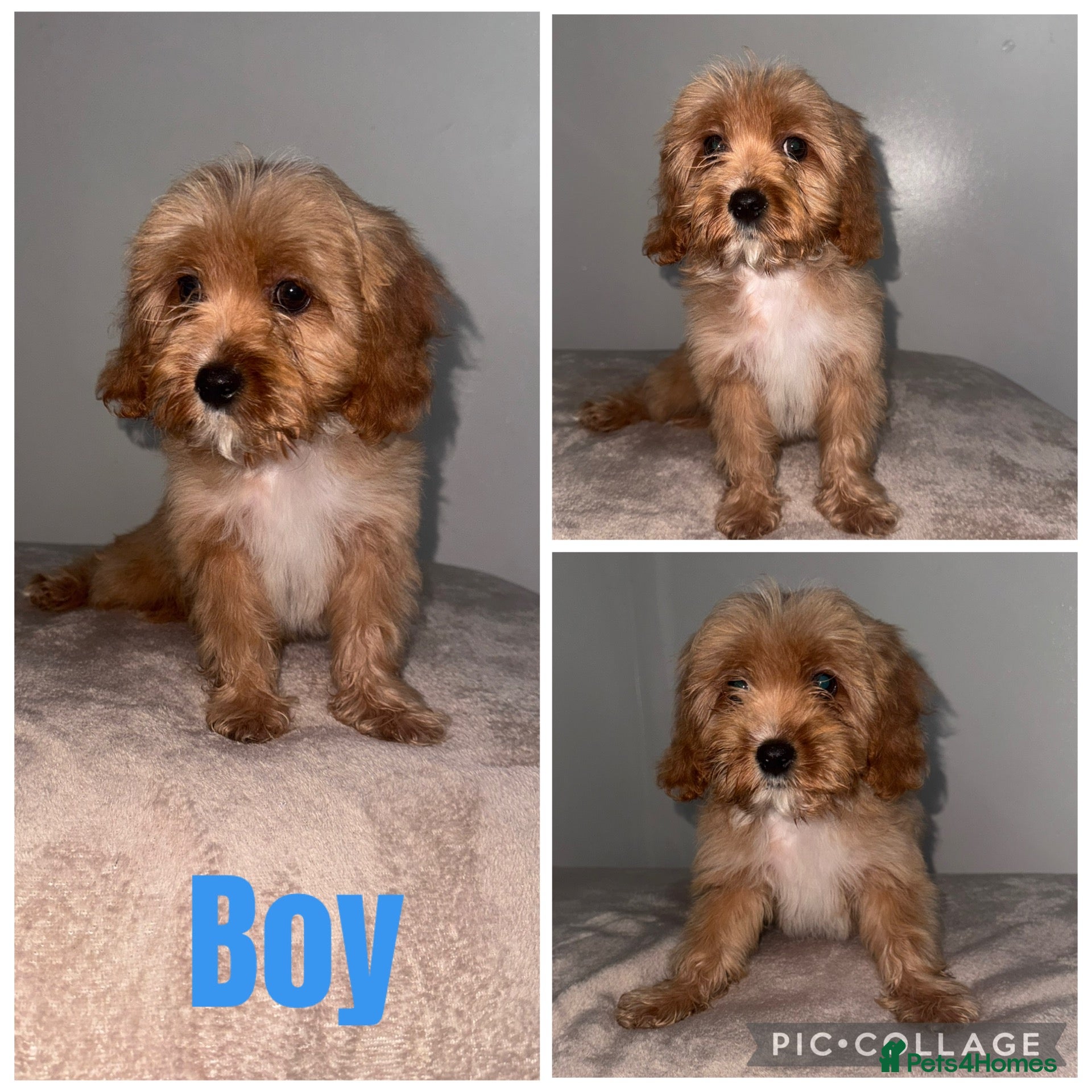 Cavapoo dogs Beautiful Toy cavapoos - Advert 1