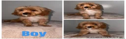 Cavapoo dogs for sale: Beautiful Toy cavapoos - Advert 1