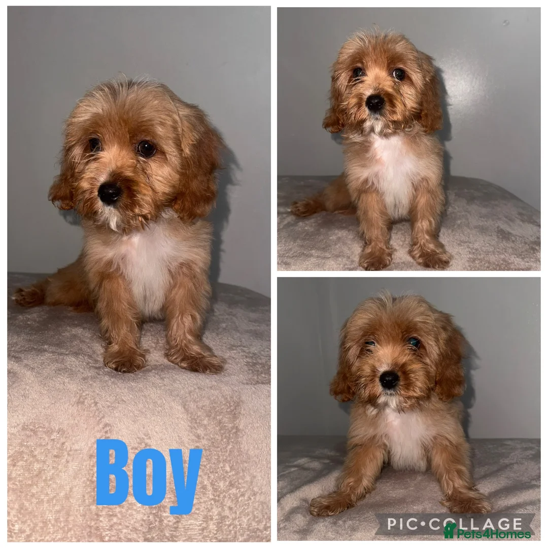 Cavapoo dogs for sale: Beautiful Toy cavapoos - Advert 1