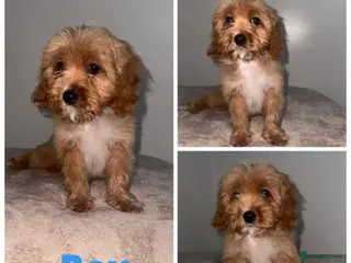Cavapoo dogs Beautiful Toy cavapoos - Advert 3