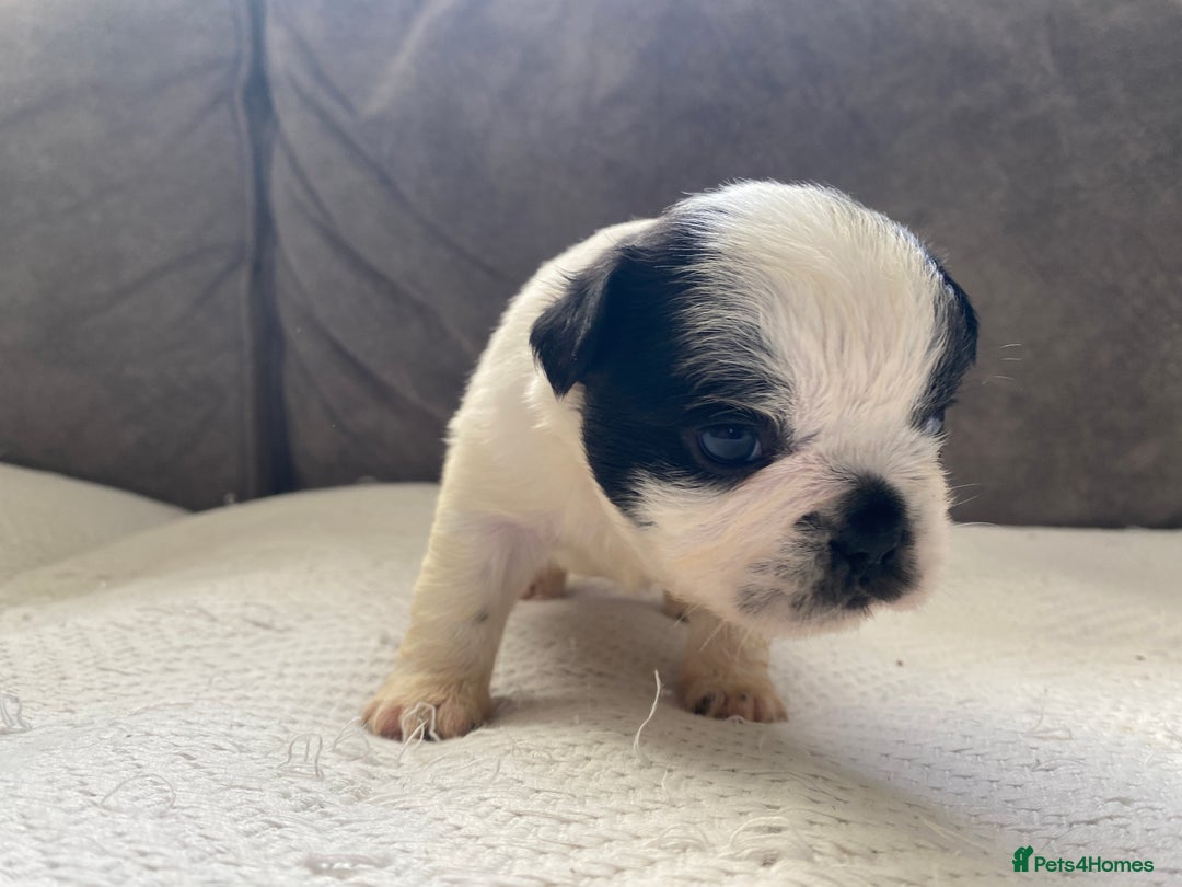 French Bulldog dogs for sale: French bulldogs puppy’s for sale - Advert 4