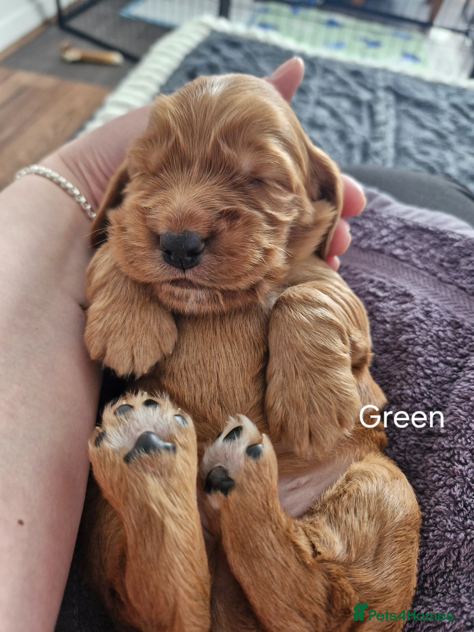 Cocker Spaniel dogs for sale: Show Cocker Spaniels Puppies in Witney - Advert 10