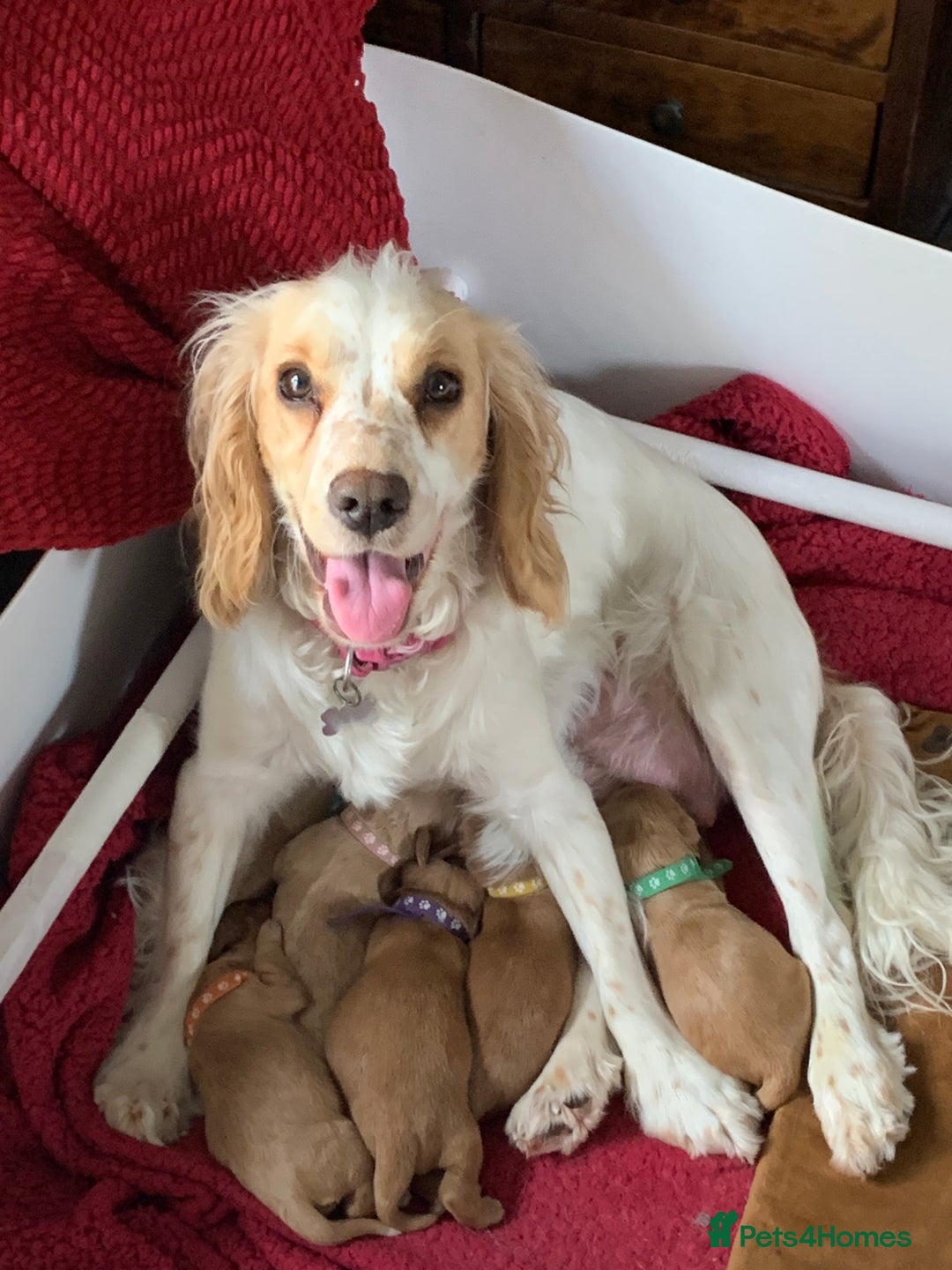 Cockapoo dogs for sale: Cockapoo puppies - Image 12