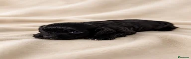 Cocker Spaniel 2