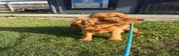 Cocker Spaniel dogs for sale: Kc registered boy  - Advert 7