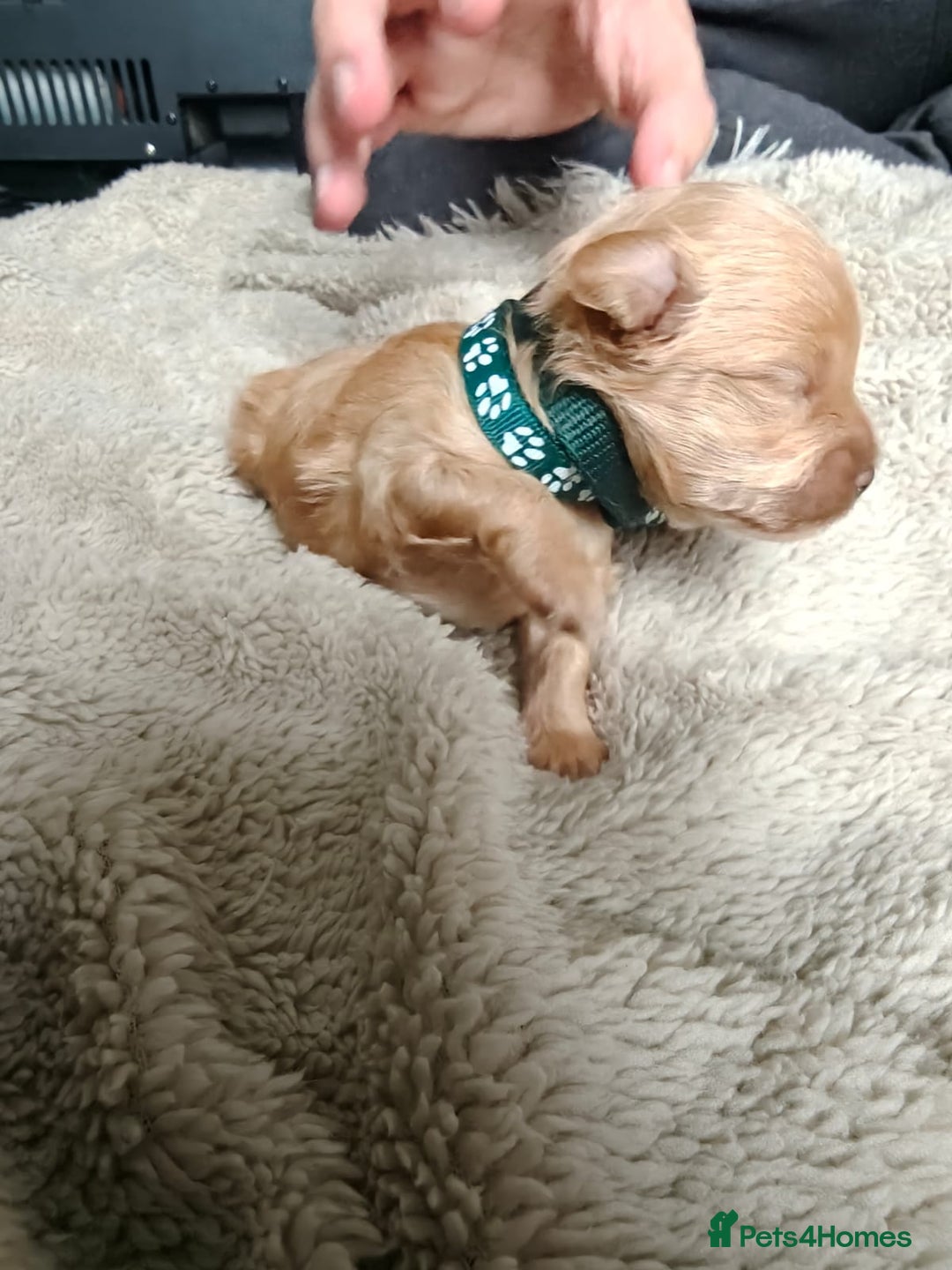 Maltipoo dogs for sale: F1B Toy Maltipoo  - Image 9