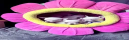 Chihuahua dogs for sale: Beautiful chihuahuas from champion lineage  - Advert 11