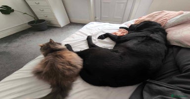 Labrador Retriever dogs - Advert 14