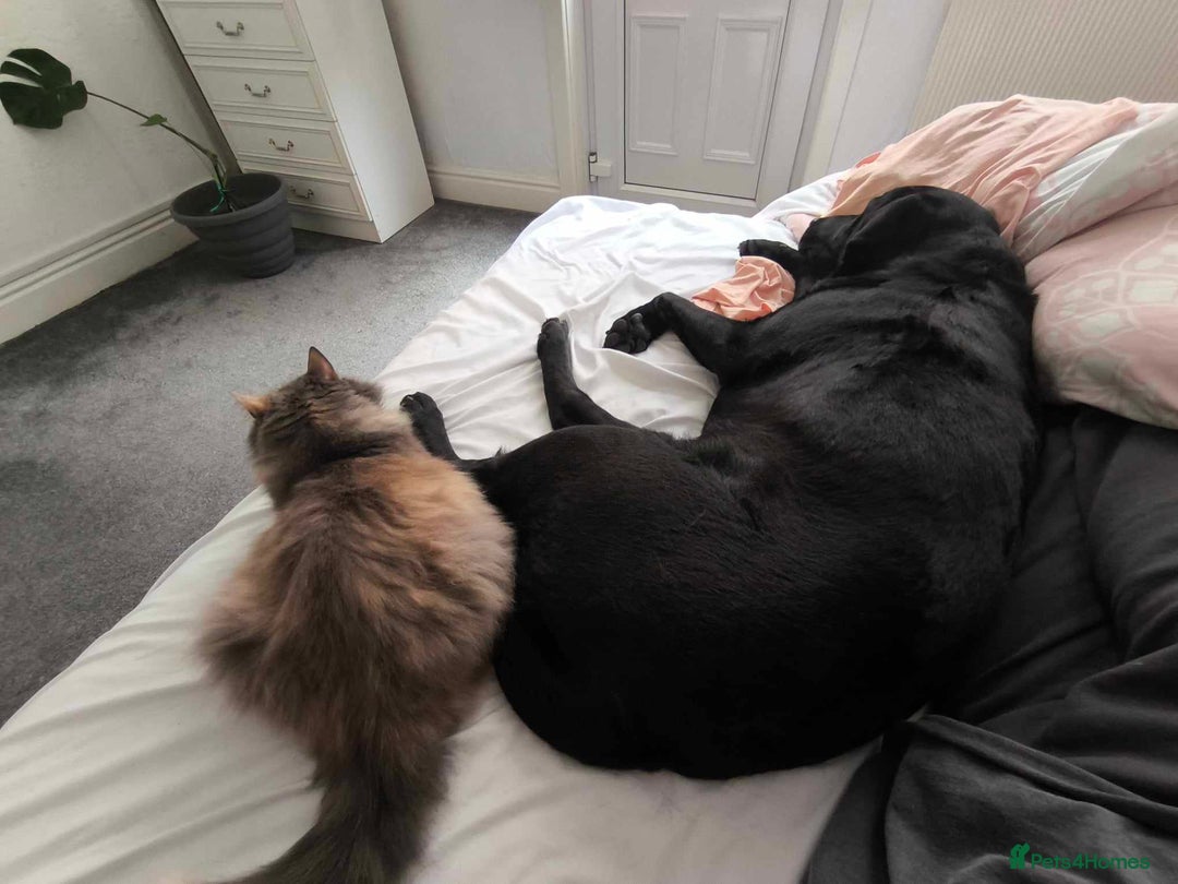 Labrador Retriever dogs for sale: Looking for a Loving Home for Dark - Image 3