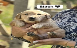 Golden Retriever dogs for sale: PEDIGREE HEALTH TESTED GOLDEN RETRIVER PUPPIES KC - Image 29