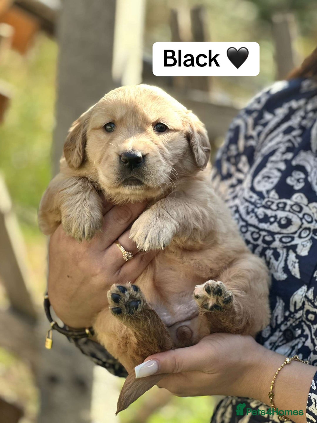 Golden Retriever dogs for sale: PEDIGREE HEALTH TESTED GOLDEN RETRIVER PUPPIES KC - Image 29