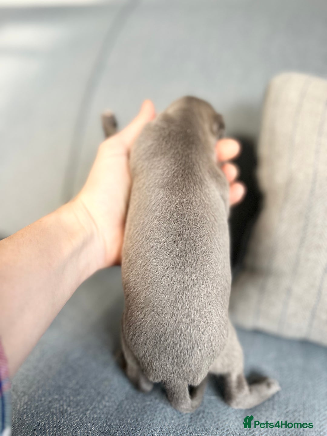 Italian Greyhound dogs for sale: 🐾Exceptional litter of KC Italian Greyhounds 🐾 - Advert 9