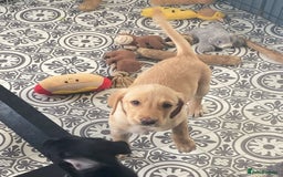 Labrador Retriever dogs for sale: Gorgeous chucky Labradors  - Image 7