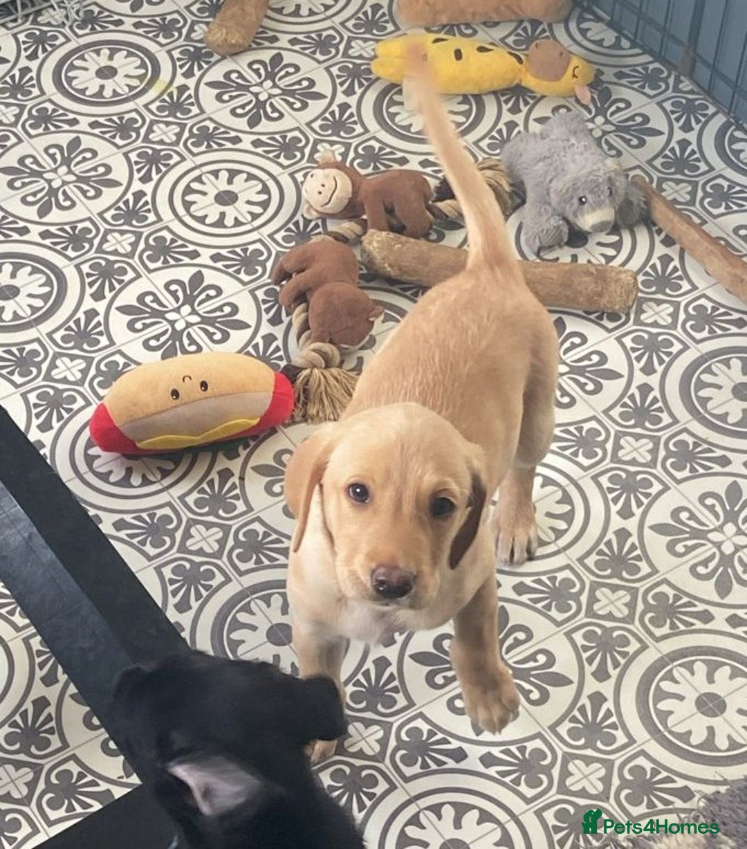Labrador Retriever dogs for sale: Gorgeous chucky Labradors  - Image 7